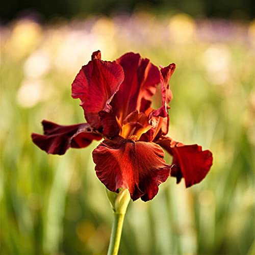FernsFly® IMP. Hybrid Bearded Iris Dwarf & Multi cut Aromatic Winter Flower Rhizome Home Pot/Land Gardening Reblooming Replanting (Pack of 6 Califlora Bernice's Legacy Bearded Iris)