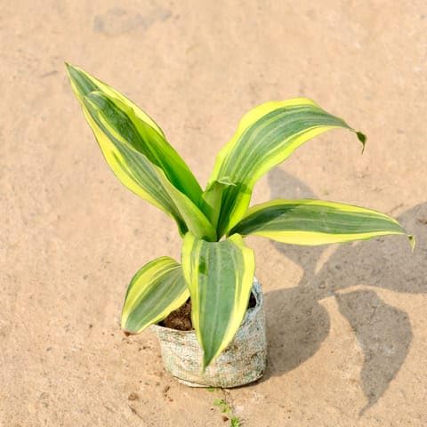 Plants Peace lily,Money N'Joy,Sansevieria Golden Hahnii Snake Combo of 3 Bonsai air purifier plants for home indoor live | Live Plants | Plants for Home Decor |-image-8