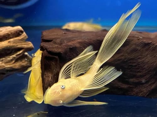 Blue Monkey Pets - Longfin Lemon Bristlenose Blue Eye Pleco Live Tropical Aquarium Fish 1.25-1.75 in