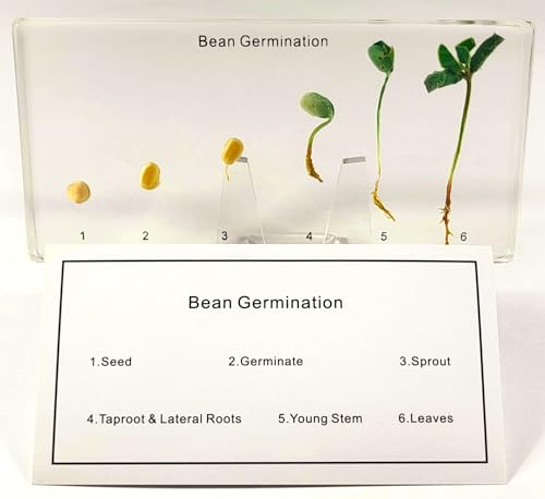 Image of Bean Germination in 6.3 inch Crystal Clear Lucite Resin Paperweight Block Botanist Herb Crafts Collection for Botany Science Education & Desk Ornament Display Decor Specimen