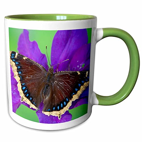 3dRose Mourning Cloak Butterfly, Nymphalis antiopa 11oz Two-Tone Green Mug