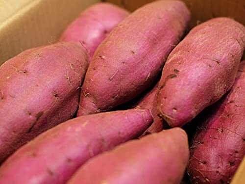 tYiJAƂj܂ VNXC[g Gi LTCY 4.5kgi13{Oj