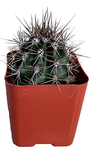 Fat Plants San Diego Living Indoor Succulents and Cactus Rooted in Plastic Planters with Soil (2 Inch, Carnegiea gigantea Saguaro)