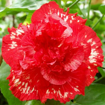 Aiden Gardens Dwarf Exotic Hibiscus Red Flair Double petal Beautiful flowering plant 1 Healthy live Plant (B095416YSS) Amazon Price History, Amazon Price Tracker