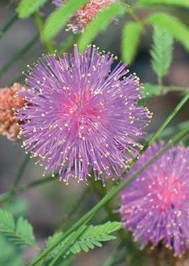 Briar sensible (Mimosa quadrivalvis), paquete de semillas, verdadera semilla nativa