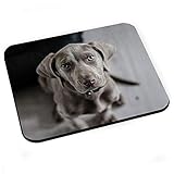 Fabulous Tapis de Souris Braque De Weimar Jeune Chiot Gros Chien Gris Photo Mignon