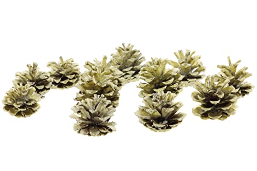 Nordstern Tischdeko Pinienzapfen in Gold 12-teilig - Ø 6 cm