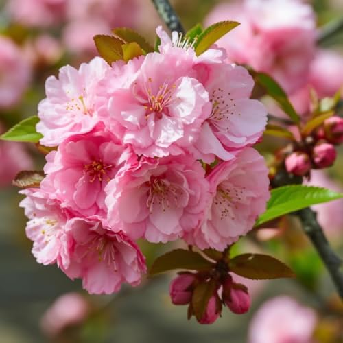 2 Pink Flowering Almond Shrubs (Flowering Plum Bushes) - 6-12' Tall Trees - Live Ornamental Plants - Fragrant Pink Blossoms - Prunus triloba - (2 Pack)
