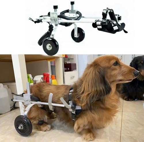 Amazon.co.jp: ミニダックスフント用調節可能犬用車椅子、後足用2輪