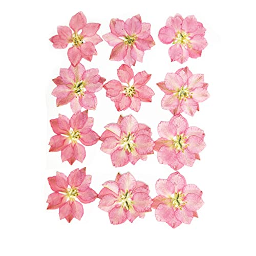 CUDDIKAJI 5 Flores prensadas Decoração Simulação Decoração Festiva Suprimentos Rosa escuro