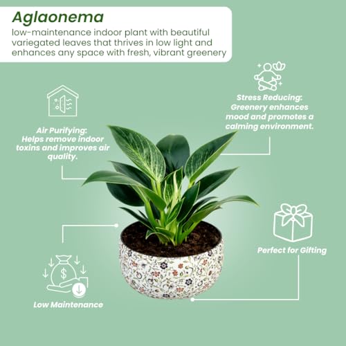 Image of Amulya Farms Indoor Plants for Home | Philodendron Birkin Live Plant in Floral Print Metal Pot | Low Maintenance Air Purifying Plants For Home.