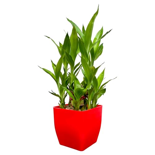 Image of Two layer lucky bamboo | For Living Room or Office table | indoor plants for good luck and air purification (Bamboo Plastic Red Pot)