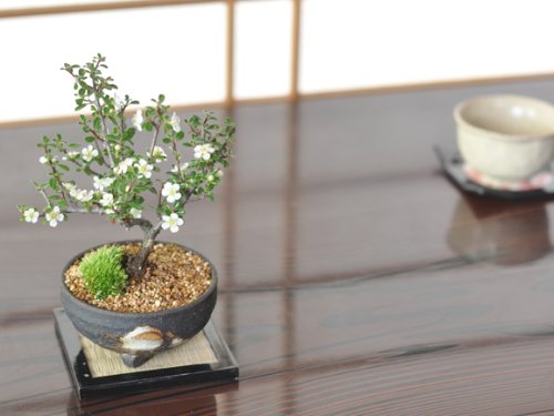 Amazon | 盆栽妙 白紫檀 樹高約15cm 花 植物 ミニ プレゼント | 盆栽