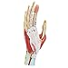Axis Scientific Anatomy Model of Hand with Muscles, Ligaments, Nerves and Arteries | 7 Removable and Numbered Parts Show Internal Hand Detail and Structure | Includes Product Manual