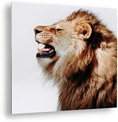 Amazon 画像 ゲッティ イメージ プロファイル オブ ローリング ライオン 写真プリント 40x40 6542 アートフレーム ポスター オンライン通販