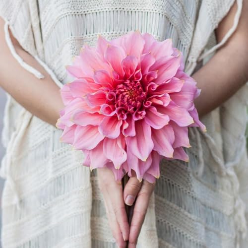 bulbos de dalia son resistentes perennes resistentes, de balcón, bulbo decoración balcón jardín, bulbos primavera, 15pcs