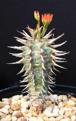 Euphorbia Viguieri CAPURONIANA Flor exótica Palma de Madagascar Semillas Raras 10 Semillas, Suculenta, Cactus (TJ) para jardinería y plantación