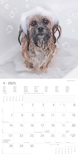 Alpha Edition - Funny Dogs 2025 Broschürenkalender, 30x30cm, Wandkalender mit Platz für Notizen und Termine, lustige Hunde-Motive, Monatsübersicht und Ferientermine DE/AT/CH