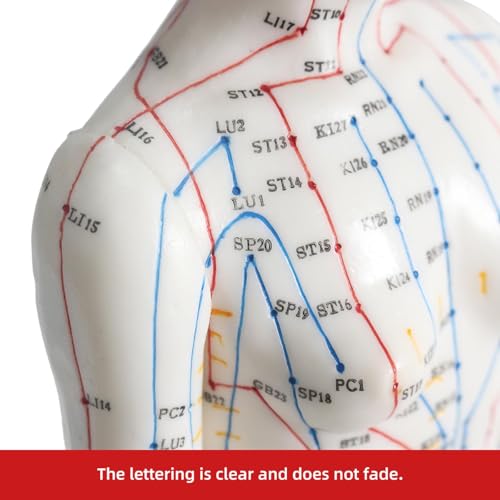 Muñeca de acupuntura femenina de 48 cm con meridiano y 361 puntos de presión, modelo de entrenamiento de PVC transparente grabado para terapia de masaje
