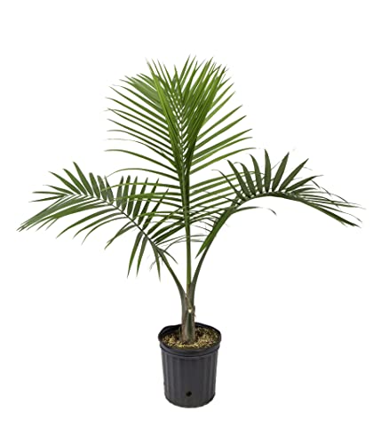 Costa Farms Majesty Palm, Indoor Plant, 30 inches Tall, in Grower's Pot