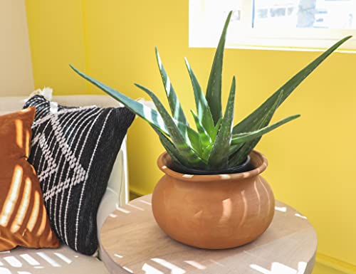 Live Aloe Vera Plant Live Succulents Plants Live Plants (1G), Aloe Plant Live Succulent Plants Live Aloe Plants Live Houseplants, Aloe Vera Plant Indoor Succulents Indoor Plants by Plants for Pets Live Aloe Vera Plant Live Succulents Plants Live Plants (1G), Aloe Plant Live Succulent Plants Live Aloe Plants Live Houseplants, Aloe Vera Plant Indoor Succulents Indoor Plants by Plants for Pets