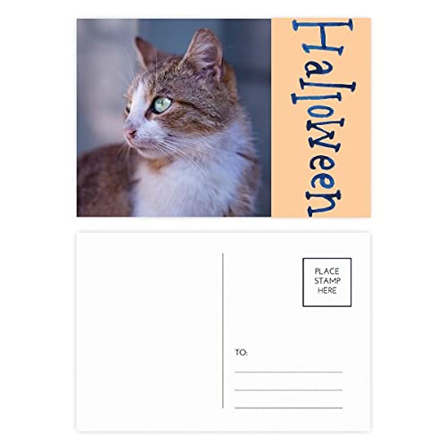 Cartes postales d'Halloween en lot de 20 au design élégant de chat marron automnal