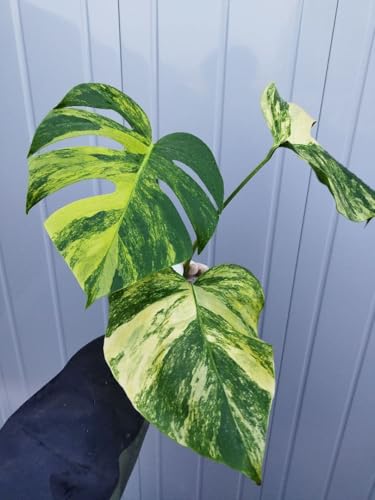 観葉植物 モンステラ 斑入り」の人気商品一覧 | 安い商品を通販 観葉植物 モンステラ 斑入り」の人気商品一覧 | 安い商品を通販