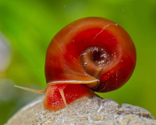 Orange Rote Posthornschnecke Planorbella duryi 5 Stück - Aquarium Schnecken lebend - Algenfresser & Gesundheitspolizei Schnecke - Natürliche Aquarien Reinigung