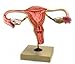 Eisco Labs 3X Life-Size Female Reproductive Model, Detailed Ovary & Egg Development, 12