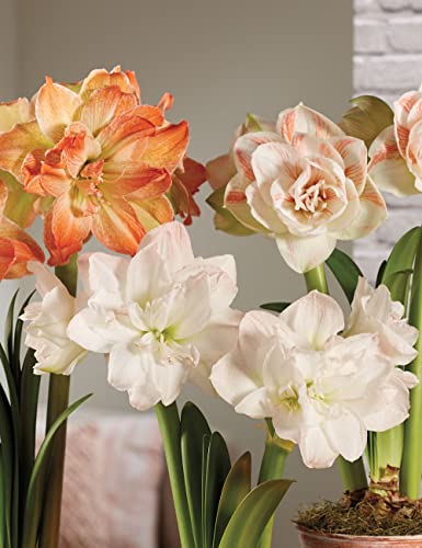 Kraft Seeds by 10CLUB Amaryllis Lily Flowering Bulbs (Double Mix, 7 Bulbs) | Fragrant Flower Bulbs for Home Gardening | Bulbs for Indoor Home Decor | Flowering Bulbs | Fresh Bulb for Flower Pots (B09MTW387H) Amazon Price History, Amazon Price Tracker