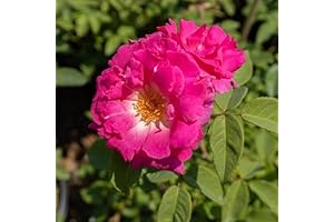 Zephirine Drouhin Climbing Rose: Fragrant, Repeating Beauty for Your Garden