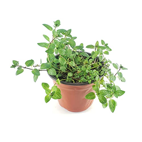 Menta Chocolate Planta de Exterior Natural muy Utilizada como Producto Culinario