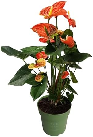 Plant in a Box - Anturio - Anthurium 'Madural Orange' - Altura 55...