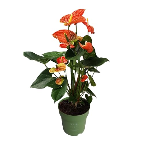 Plant in a Box - Langue de feu - Anthurium 'Madural Orange' - Hauteur 55-70cm - Pot 17cm - Plante d'intérieur fleurissante - Orange
