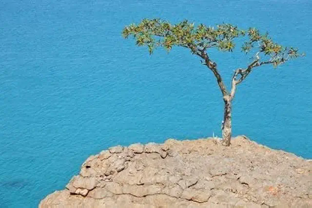 Echter Weihrauch Pflanze kaufen: Weihrauchbaum Boswellia sacra 3 Samen