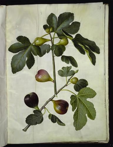Art Mural Classique Ficus Carica Toile de Maître Holtzbecker