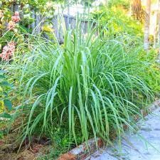 Ramacham- VENUS-ONLINE AUYRVEDIC Ramacham Chrysopogon Zizanoides Medicinal Vetiver one Plant (B0CCLHRH5B) Amazon Price History, Amazon Price Tracker