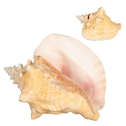 Nautical Crush Trading Conch Shell Decor - Seashell Decor - 8-10