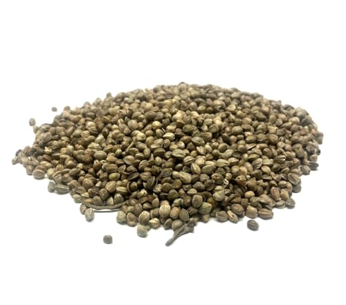 Giant Hemp Seed 750g Quality Fishing Bait and Bird Seed - Extra Large Seed (approx. 4.5mm diameter)