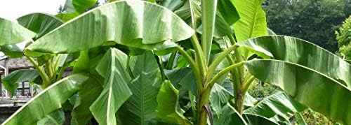 1 Starter Plant of Musa Gros Michel Heirloom Banana Tree Live Tree