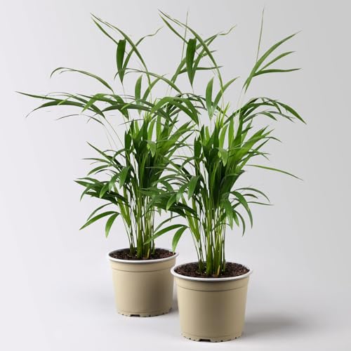 Goldfruchtpalme, Topf-Ø 17 cm, Höhe ca. 60 cm, 2 Pflanzen