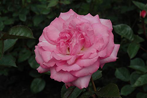 Eliza Rose Luzhou Vaso 100 semi di Fiori