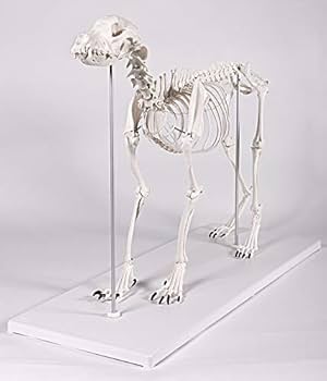ドイツErler-Zimmer社製 人体模型 骨格モデル 3040 ミニチュア骨格モデル ポールくん Erler-Zimmer 材質PVC