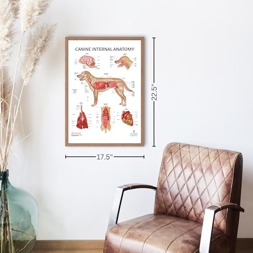 Image of 3 PACK Canine Muscular and Skeletal Systems with Internal Organ Anatomy Poster Set, LAMINATED, Veterinary Anatomy Physiology, 17.3 x 22.5 Inches, Anatomical Diagram for Education Learning and Students