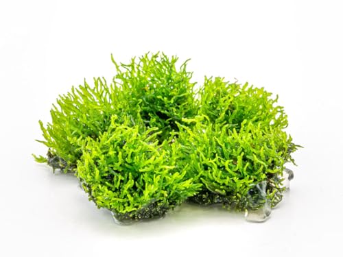 Korallenmoos - Riccardia chamedryfolia In Vitro