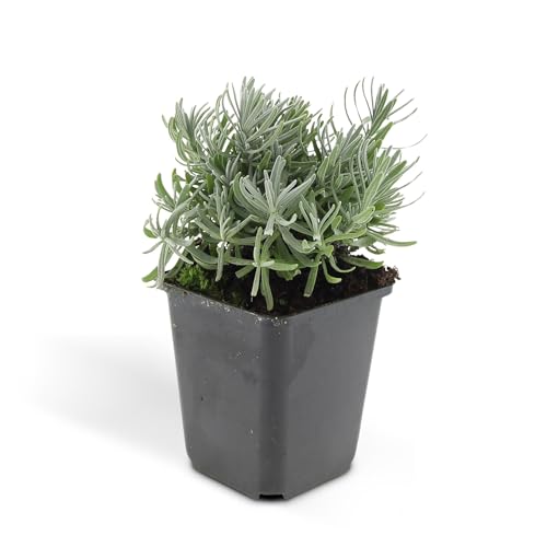 Trendyplants - Lavandula 'Hidcote' - 12 pièces - Lavande - Résistant à l'hiver - Hauteur 10-25 cm - Taille du pot Ø9cm