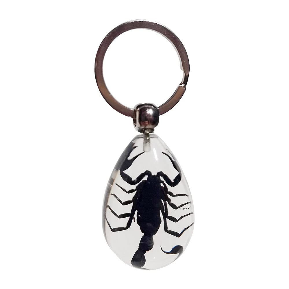 FlyingBeanKeyChain With Real Insect Specimens, Animal Taxidermy Collection, KeyRing Crafts