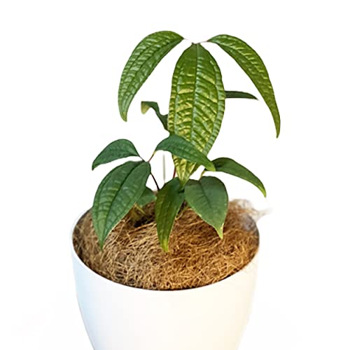 LEAL PLANTS ECUADOR Anthurium Arisaemoides Rare, Exotic Indoor Heart Plant for Living Room Decor | Lush Green Anthurium Live House Plant | Low Maintenance Tropical Aroid for Homes & Offices