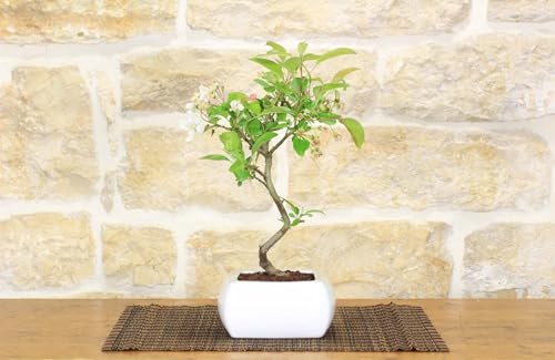 Bonsai Di Melo Da Fiore In Vaso Quadro Bianco