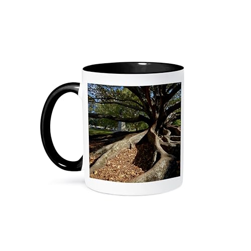 3dRose Moreton Fig Tree, Auckland Domain park, New Zealand 11oz Two-Tone Black Mug